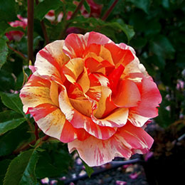 Rosa Sorbet Fruit